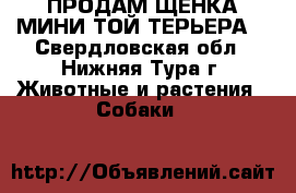 ПРОДАМ ЩЕНКА МИНИ ТОЙ-ТЕРЬЕРА. - Свердловская обл., Нижняя Тура г. Животные и растения » Собаки   